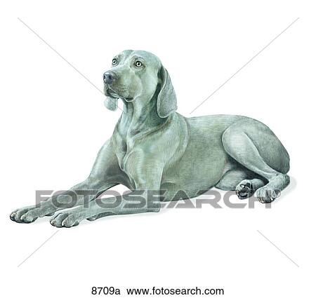 Weimaraner Unlabeled View Large Illustration Clipart - Weimaraner Unlabeled. Fotosearch