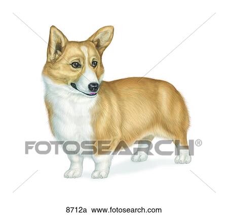 Clipart - Welsch Pembroke Corgi Unlabeled. Fotosearch