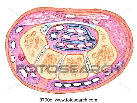 Wrist (Cross-Section) Unlabeled View Large Illustration Clip Art - Wrist (Cross-Section) Unlabeled. Fotosearch
