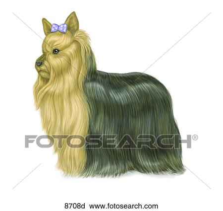 Yorkshire Terrier Unlabeled View Large Illustration Clip Art - Yorkshire Terrier Unlabeled. Fotosearch