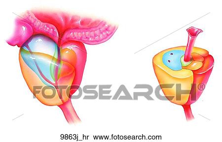 Zones of the Prostate Unlabeled View Large Illustration Stock Illustration - Zones of the Prostate Unlabeled. Fotosearch