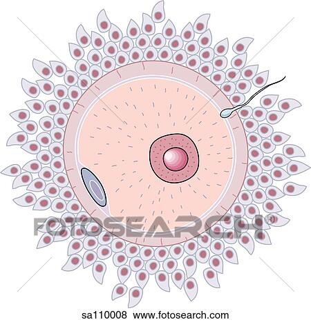 イラスト の ポイントの 概念 いつか 精液 Spermatozoon 入る 卵 Oocyte イラスト Sa Fotosearch