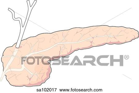 外部である 解剖学 の 膵臓 そして 膵臓 そして 胆汁 Ducts イラスト Sa1017 Fotosearch