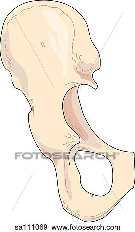 後の視野 の 骨格 解剖学 の 骨盤 Left Ilium そして Ischium イラスト Sa Fotosearch