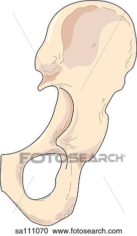 後の視野 の 骨格 解剖学 の 骨盤 Right Ilium そして Ischium クリップアート 切り張り イラスト 絵画 集 Sa Fotosearch