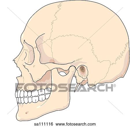 横の視野 の 骨格 解剖学 の Skull イラスト Sa Fotosearch