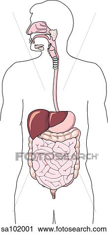 A 3/4 figure featuring the main organs of the gastro-intestinal tract. View Large Illustration Clip Art - A 3/4 figure featuring the main organs of the gastro-intestinal tract.. Fotosearch