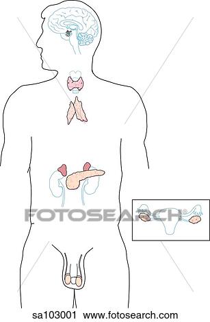 Clip Art - A 3/4 figure with the major organs of the endocrine system visible.. Fotosearch