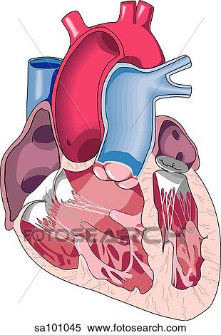 Stock Illustration - A cross-section of the heart revealing the internal structures.. Fotosearch