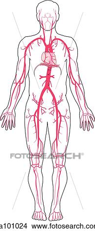 A full-length figure with the major vessels of the arterial system illustrated. View Large Illustration Stock Illustration - A full-length figure with the major vessels of the arterial system illustrated.. Fotosearch