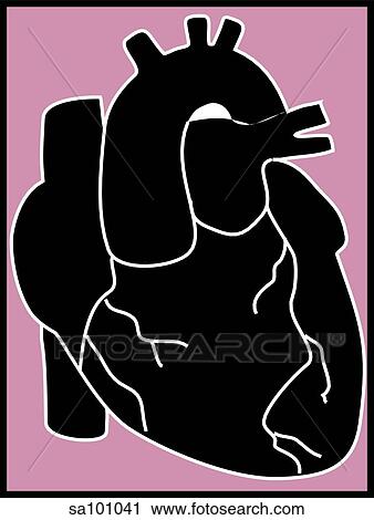A symbolic but anatomically accurate representation of the external anatomy of the heart. View Large Illustration Clip Art - A symbolic but anatomically accurate representation of the external anatomy of the heart.. Fotosearch