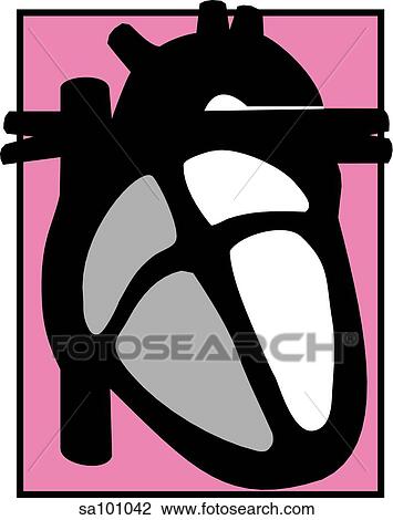 Drawing - A symbolic representation of the internal anatomy of the heart.. Fotosearch