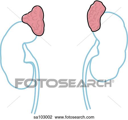 Drawing - Adrenal glands.. Fotosearch