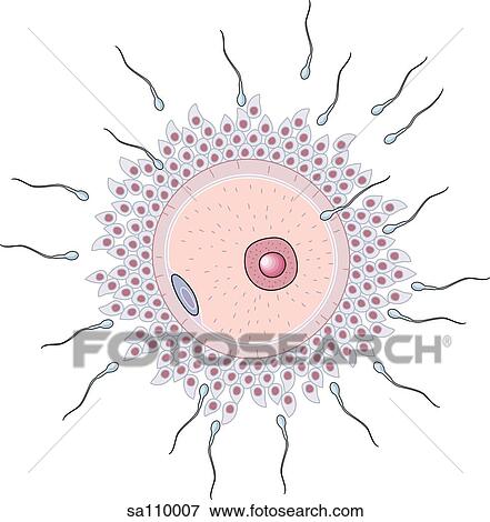 Stock Illustration - An illustration of the point of conception when the sperm (spermatozoon) enters the egg (oocyte).. Fotosearch