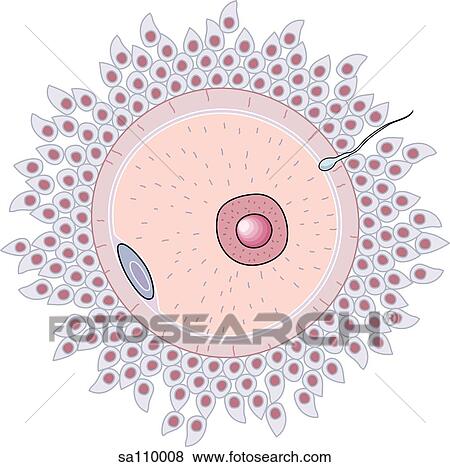 Stock Illustration - An illustration of the point of conception when the sperm (spermatozoon) enters the egg (oocyte).. Fotosearch