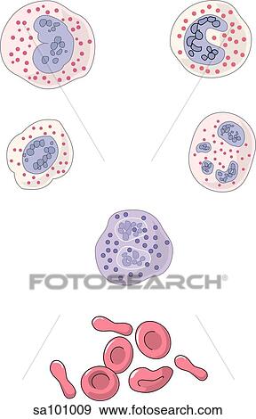 Stock Illustration - An illustration showing some of the cells found in the blood including: red blood cells (erythrocytes), and basophilic, eosinophilic and neutrophilic white blood cells.. Fotosearch