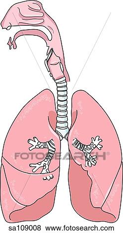 Stock Illustration - Anatomy of the respiratory system.. Fotosearch