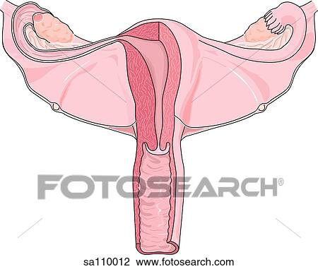 Drawing - Anterior (and internal) view of the primary reproductive organs of the female.. Fotosearch