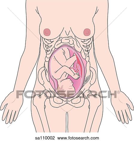 Anterior view of a woman's torso illustrating the position of the baby in the womb in relation to skeletal and external anatomy. View Large Illustration Drawing - Anterior view of a woman's torso illustrating the position of the baby in the womb in relation to skeletal and external anatomy.. Fotosearch