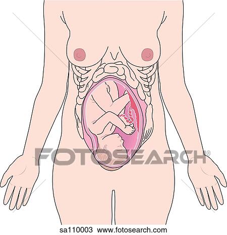 Drawing - Anterior view of a woman's torso illustrating the position of the baby in the womb.. Fotosearch