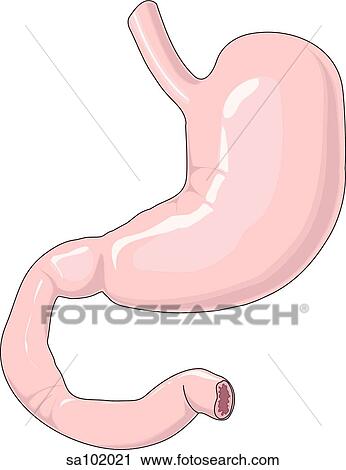 Anterior view of external anatomy of stomach. View Large Illustration Clip Art - Anterior view of external anatomy of stomach.. Fotosearch