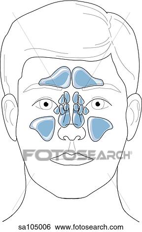Stock Illustration - Anterior view of head and face of a young man with nasal sinuses made visible upon the external anatomy.. Fotosearch