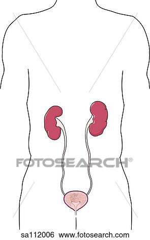 Anterior view of the anatomy of the urinary system. View Large Illustration Stock Illustration - Anterior view of the anatomy of the urinary system.. Fotosearch