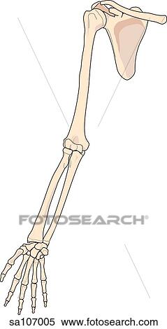 Anterior view of the bones of the right arm. Stock Illustration