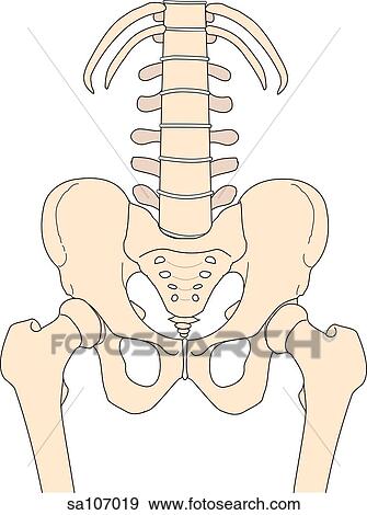 Anterior view of the bones of the right hip joint. View Large Illustration Stock Illustration - Anterior view of the bones of the right hip joint.. Fotosearch
