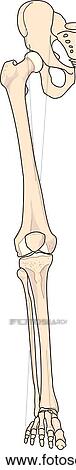 Stock Illustration - Anterior view of the bones of the right leg.. Fotosearch