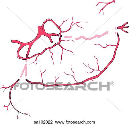 Anterior view of the circulatory system of the stomach. View Large Illustration Drawing - Anterior view of the circulatory system of the stomach.. Fotosearch