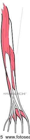 Stock Illustration - Anterior view of the deep muscles of the right lower leg.. Fotosearch