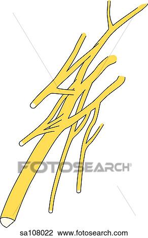 Anterior view of the deep nerves that make up the sacral plexus. View Large Illustration Drawing - Anterior view of the deep nerves that make up the sacral plexus.. Fotosearch
