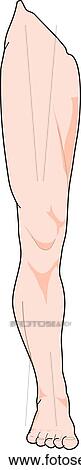 Clip Art - Anterior view of the external anatomy of a male person (right leg).. Fotosearch