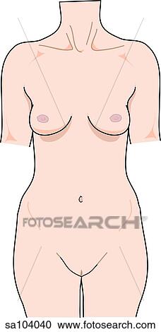 Clipart - Anterior view of the external anatomy of a female person (chest, hips and pelvis).. Fotosearch