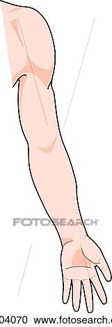 Anterior view of the external anatomy of a male person (left arm). View Large Illustration Clipart - Anterior view of the external anatomy of a male person (left arm).. Fotosearch