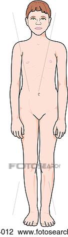 Anterior view of the external anatomy of a child. View Large Illustration Drawing - Anterior view of the external anatomy of a child.. Fotosearch