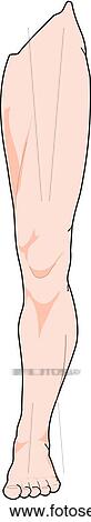 Drawing - Anterior view of the external anatomy of a male person (left leg).. Fotosearch