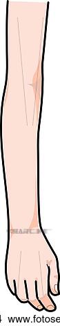 Stock Illustration - Anterior view of the external anatomy of a child (right arm).. Fotosearch