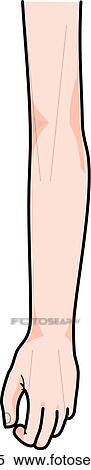 Stock Illustration - Anterior view of the external anatomy of a child (left arm).. Fotosearch