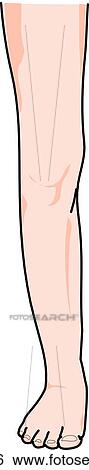 Stock Illustration - Anterior view of the external anatomy of a child (right leg).. Fotosearch