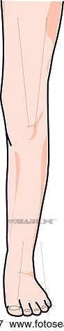 Stock Illustration - Anterior view of the external anatomy of a child (left leg).. Fotosearch