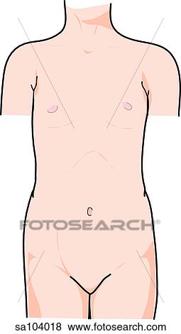 Stock Illustration - Anterior view of the external anatomy of a child (chest, hips and pelvis).. Fotosearch