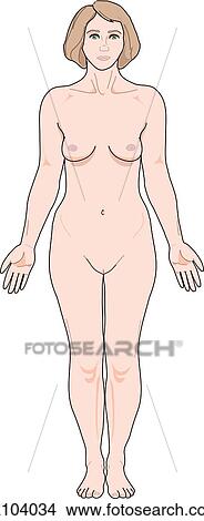 Anterior view of the external anatomy of a female person. View Large Illustration Stock Illustration - Anterior view of the external anatomy of a female person.. Fotosearch