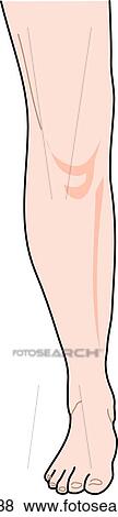 Anterior view of the external anatomy of a female person (right leg). View Large Illustration Stock Illustration - Anterior view of the external anatomy of a female person (right leg).. Fotosearch