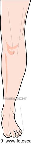 Anterior view of the external anatomy of a female person (left leg). View Large Illustration Stock Illustration - Anterior view of the external anatomy of a female person (left leg).. Fotosearch