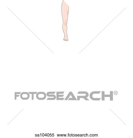 Anterior view of the external anatomy of the right leg. View Large Illustration Stock Illustration - Anterior view of the external anatomy of the right leg.. Fotosearch