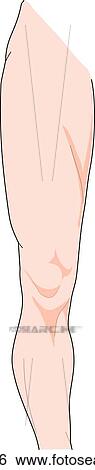 Stock Illustration - Anterior view of the external anatomy of the right leg (thigh, knee and calf).. Fotosearch