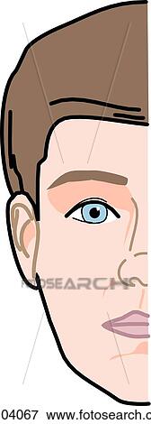 Anterior view of the external anatomy of a male person (right side of head). View Large Illustration Stock Illustration - Anterior view of the external anatomy of a male person (right side of head).. Fotosearch