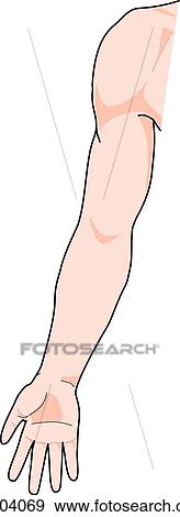 Stock Illustration - Anterior view of the external anatomy of a male person (right arm).. Fotosearch